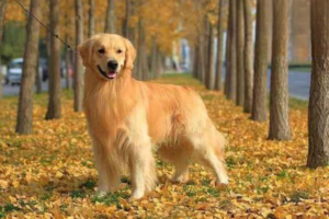 Why Does a Dog Destroy the House, and How to Stop It?