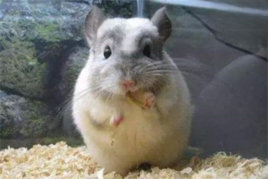 Do Chinchillas Carry the Plague?