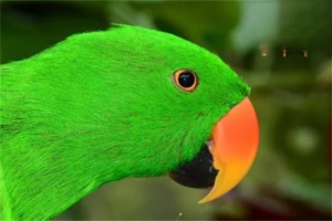 Can Parrot Depression Be Cured?