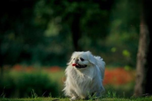 Cryptorchidism in Dogs