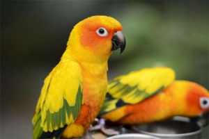 Why Can’t My Parrot Stand, and How to Treat It?