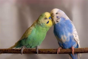 Why Does My Parrot Lay Eggs That Don’t Hatch?