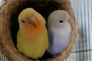 Mistakes to Avoid When Keeping a Parrot