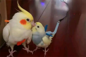 What to Do If Your Parrot Is Overweight