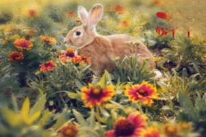 What Does a Rabbit Do All Day?