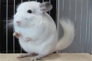 In What Situations Does a Chinchilla Shed?