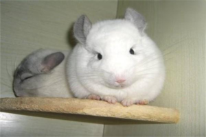 What Causes a Chinchilla to Shed?