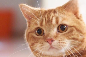 How to Relieve Constipation in Cats