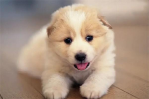 What to Feed a Samoyed for a Healthy Coat