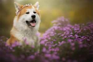 Why Does Your Dog Have a Strong Body Odor?