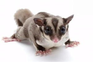 Why Do Sugar Gliders Bite, and What to Do About It?
