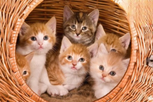 Five Uncommon Cat Breeds