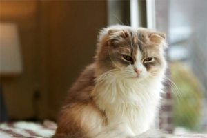How to Care for a Persian Cat