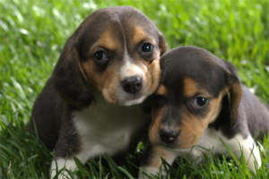 What Are the Aftermaths of Canine Distemper, and How to Care for a Recovered Dog?