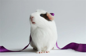 How to Tell Male and Female Guinea Pigs Apart, and Which Is Easier