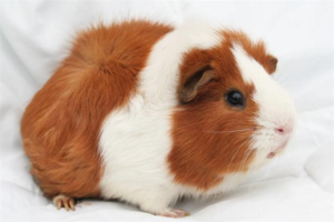 What Do Guinea Pigs Like to Eat, and What’s Forbidden?