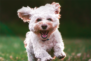 Tips to Get Rid of Dog Bad Breath