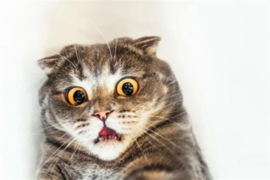 Why a Cat’s Breath Smells During Teething