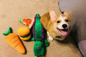 How Important Is Keeping Your Dog Warm in Winter