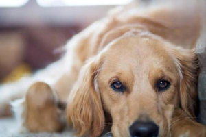 What Causes a Dog’s Runny Nose