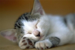 Can Stray Cats Survive the Winter Cold?