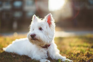What to Do If Your Dog Has Eye Worms?