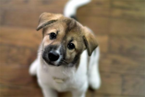 What to Do If Your Dog Is Bitten and Bleeds?