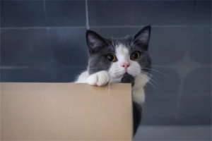 How to Tame an Aggressive Cat