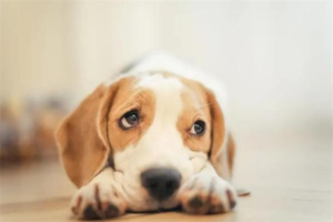 What Causes Intestinal Intussusception in Dogs?
