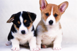 Can Dogs Understand What We Say?