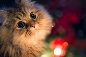 What to Do If a Pregnant Cat Catches a Cold