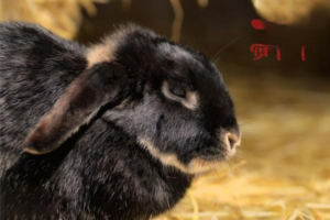 Lop-Eared Rabbits: Pros and How Much They Cost