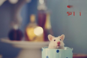 How to Cool Down (Reduce ‘Heat’) a Hamster