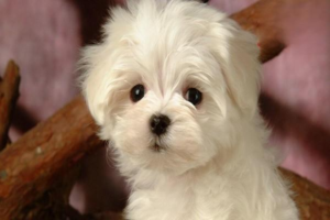Puppy’s Skin Around the Eyes Is RedโWhat to Do