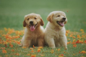 Understanding Dog Digestive Issues