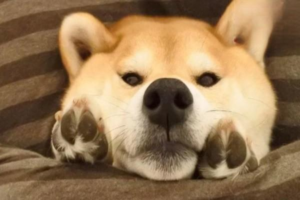 Why Dogs Scratch Their Eyes Constantly