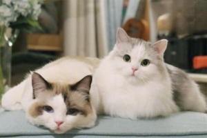 Feline Stomatitis: Causes and Treatment