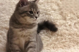 What Your Cat’s Sleeping Position Reveals