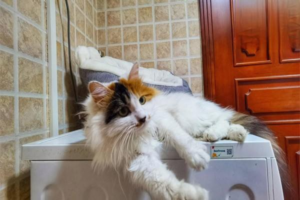 Cat’s Belly Is Swelling: How to Tell If It’s FIP