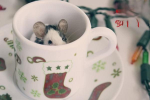 Essential Tips for First-Time Hamster Owners