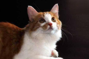 Can FIP Be Cured? How Is FIP Treated?