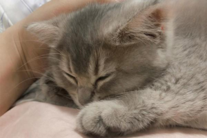 What Are the Early Symptoms of FIP?