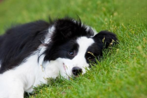 What Is Canine Dermatomyositis