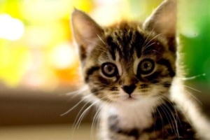 How Melanoma Affects Cats