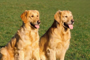 Why Dogs Get Skin Bumps and Pimples
