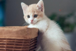 Why Does My Cat Have White, Sticky Eye Discharge?