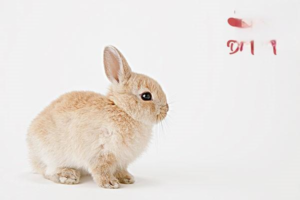 Why Do Rabbits Eat Their Fur and How to Stop It
