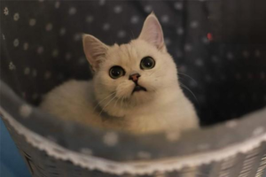 Why Is My Cat Lethargic After Neutering?