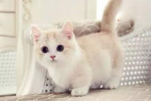 Is a Kitten That Pees from Fear Showing Stress?