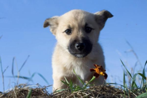 Why Do Dogs Eat Their Own Poop?